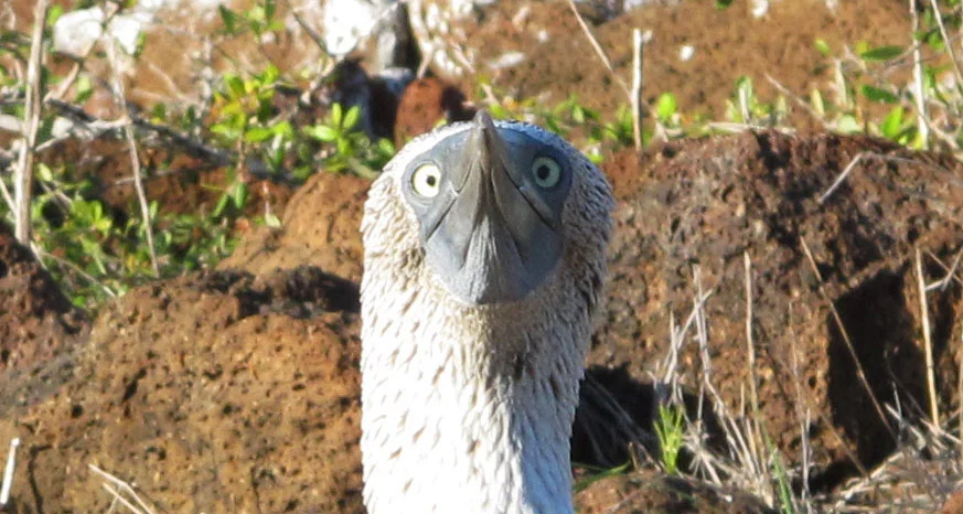 The Clown Princes of the Galapagos
