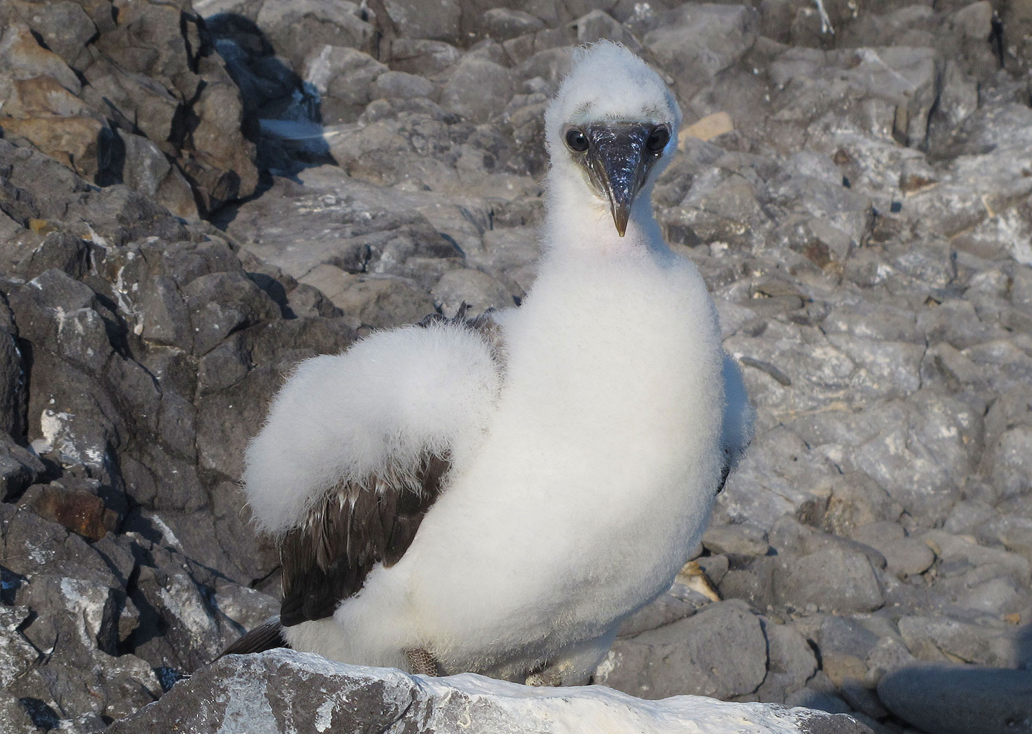 Nazca chick on Española