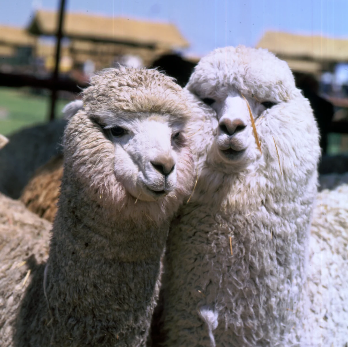 Alpaca