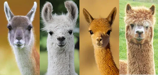 The Woolly Residents of the Andes