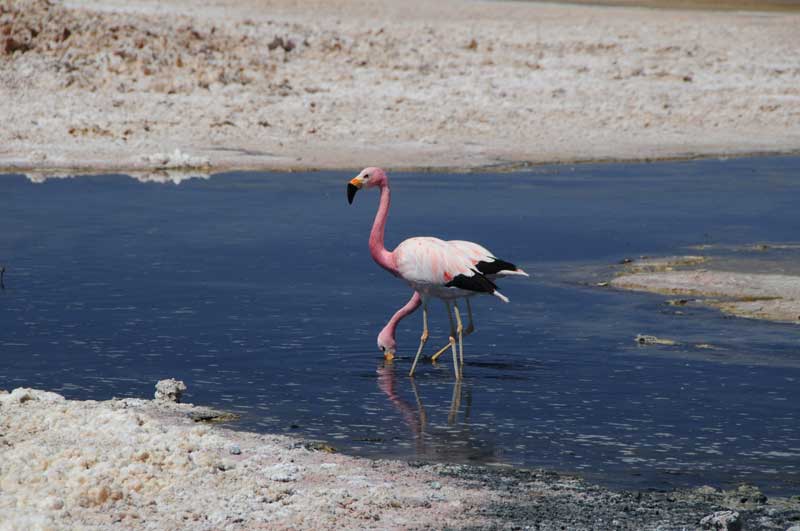 Andean flamingos. Photo: Bill Roberson