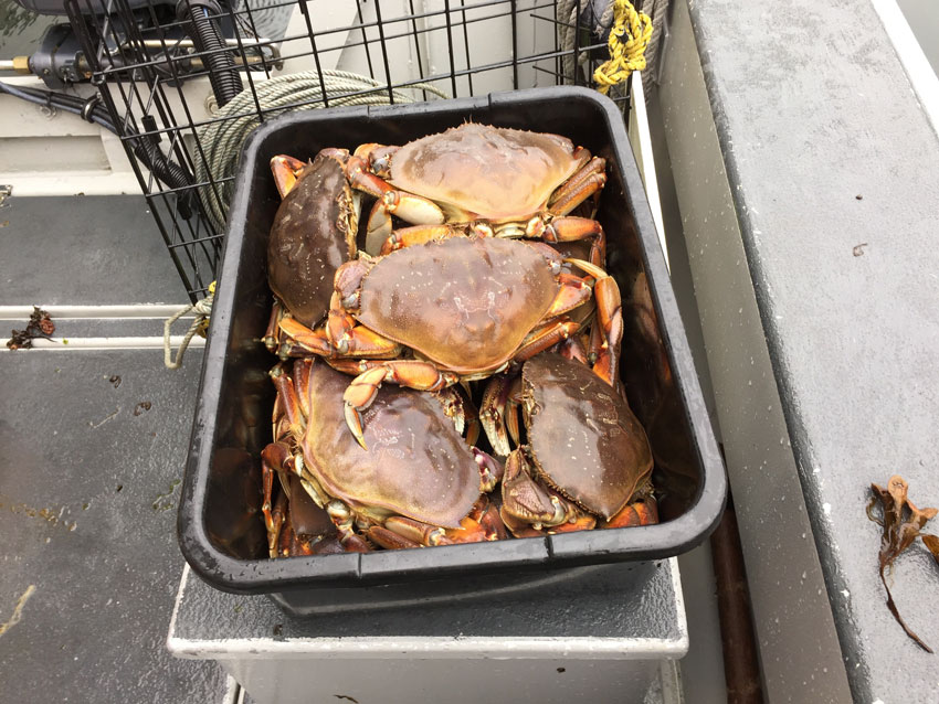 Freshly caught Dungeness Crabs