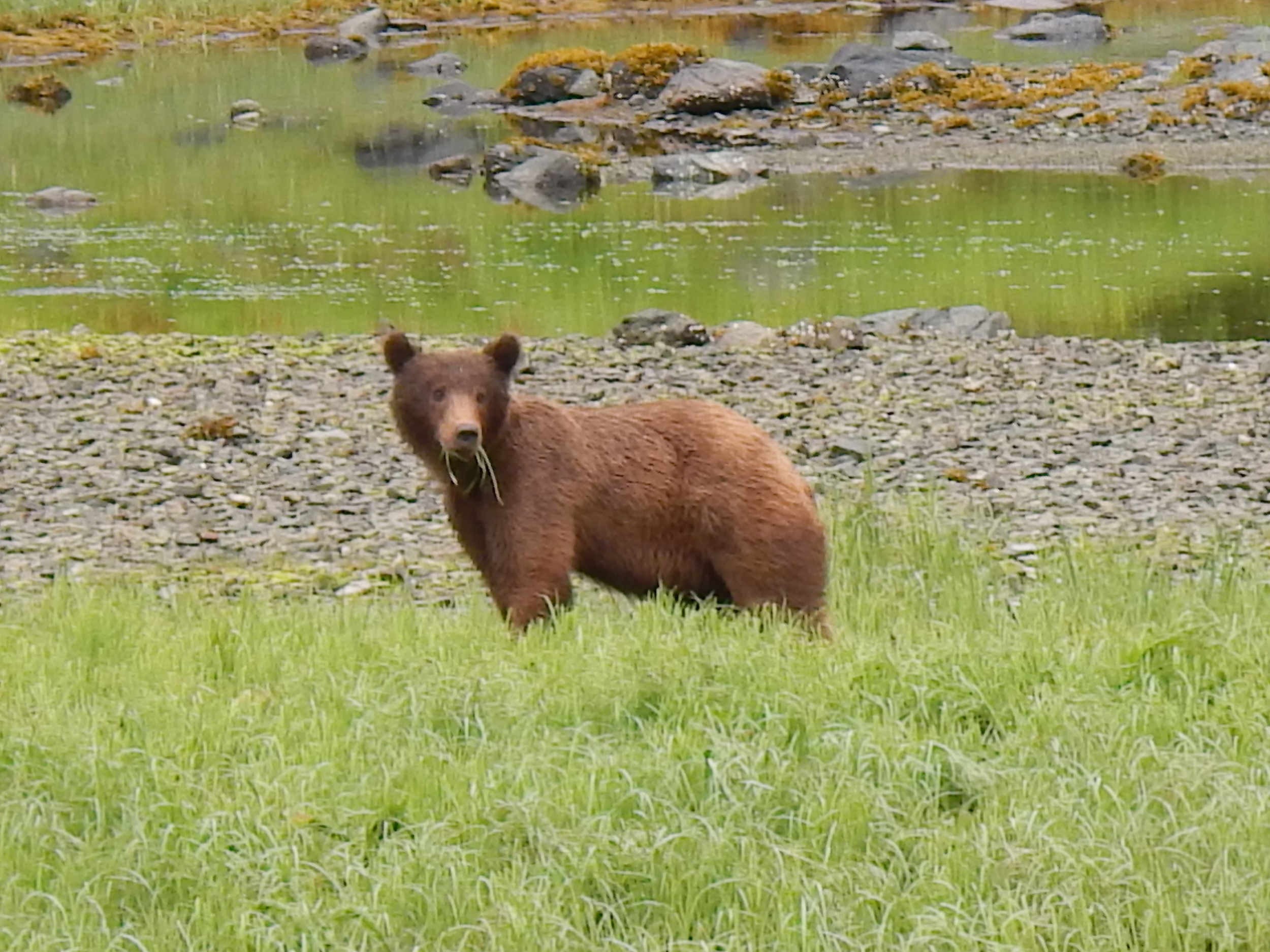 Brown Bear grazing en route to Lake Eva