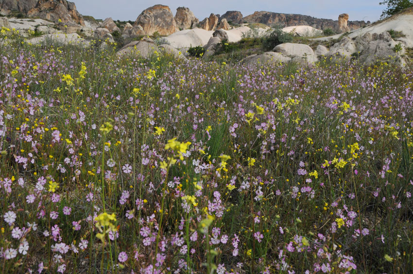 Enjoying walks through fields of wild flowers