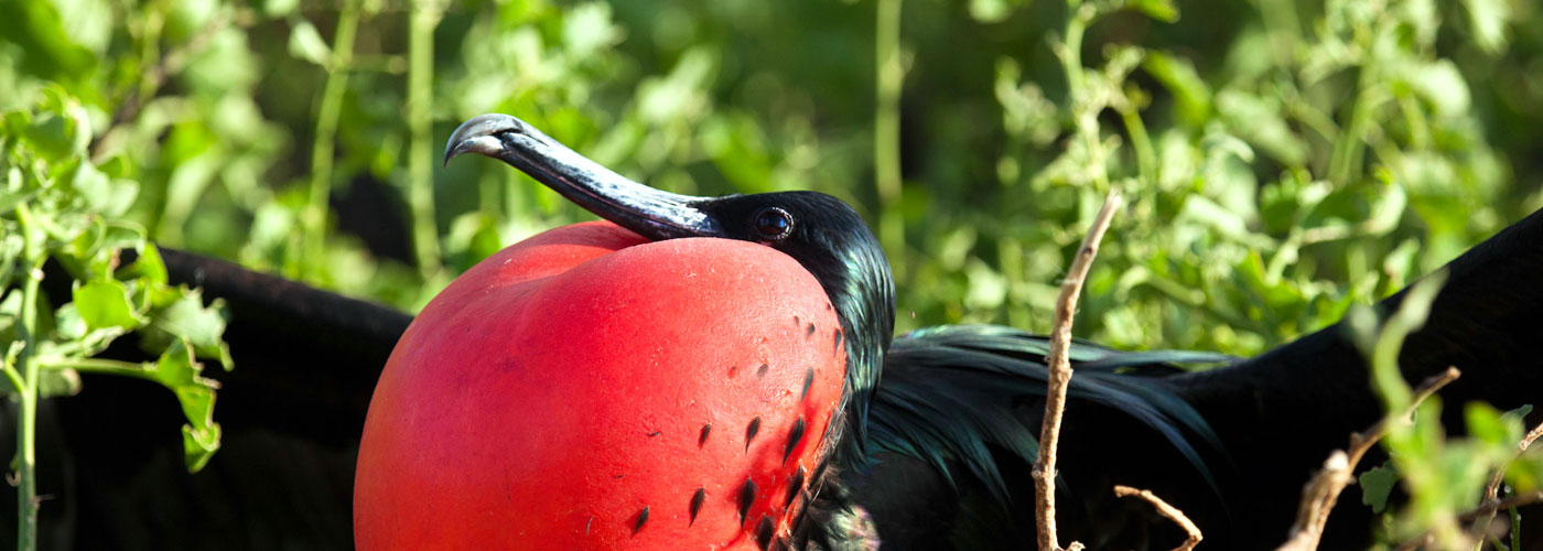 Great Frigate Bird in courtship display