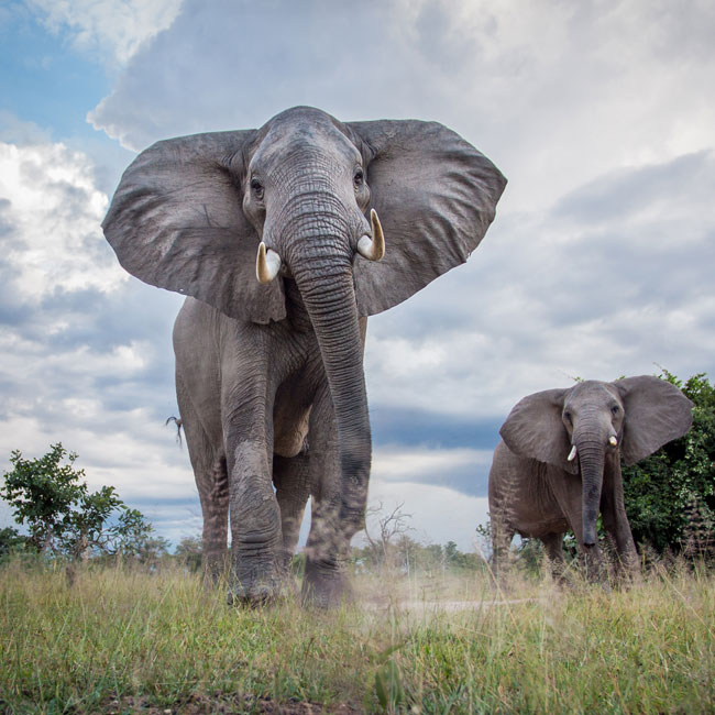 Zambia luxury wildlife safari