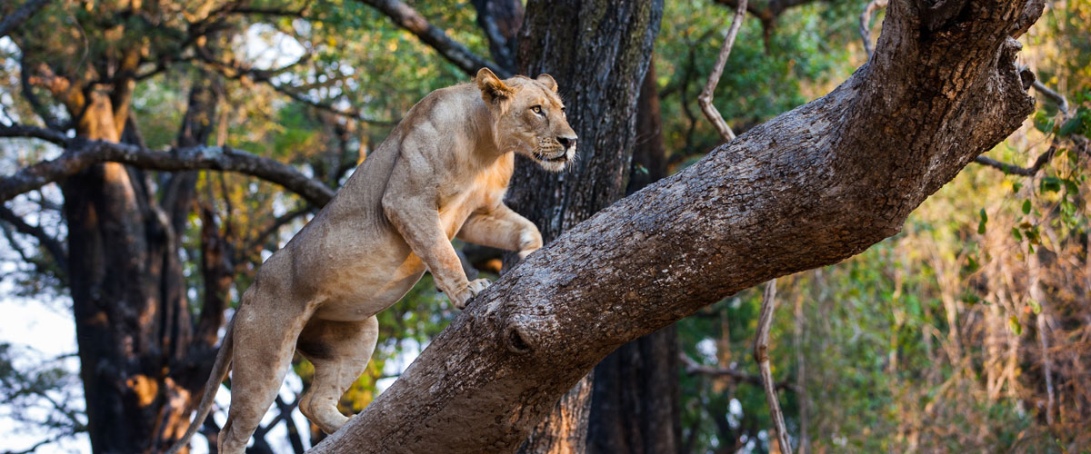 Tree-climbing lion in Zambia