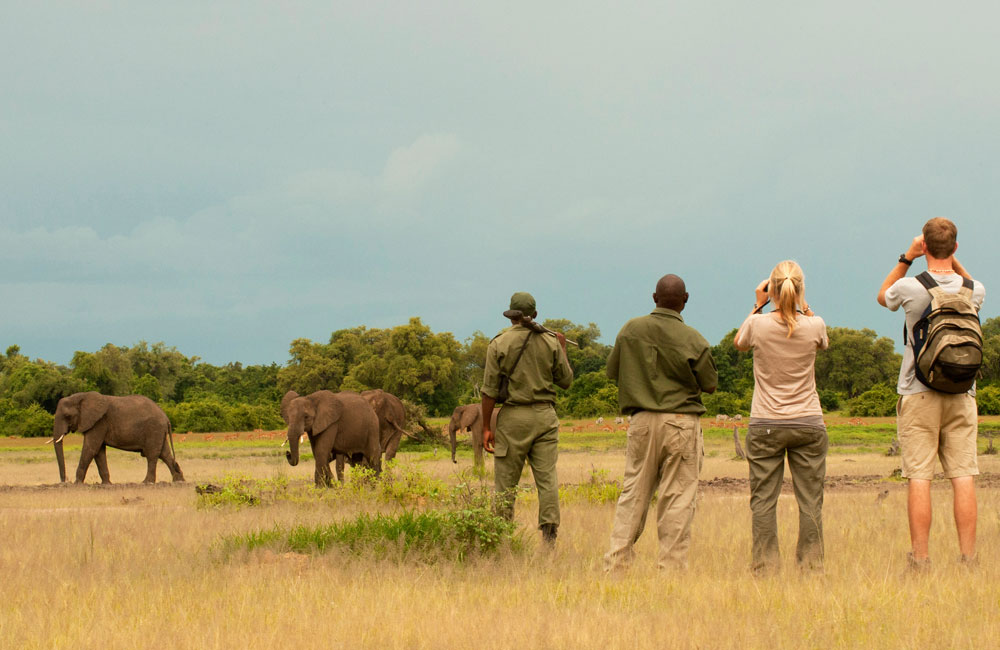 Out on safari