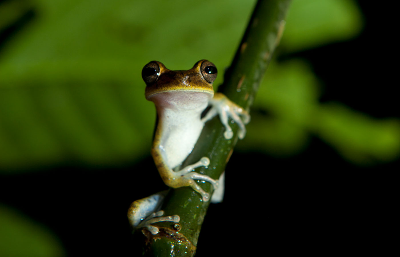 Inquisitive tree frog
