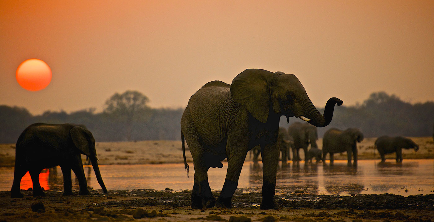Elephants at sunset in Zimbabwe's Hwange National Park