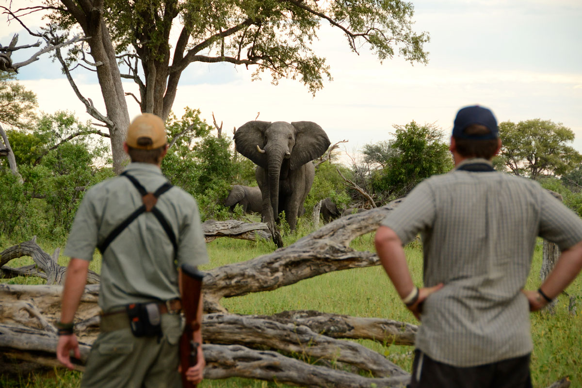 Observing elephants on a bushwalk