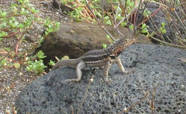 Male Lava Lizard in "push-up" territorial display
