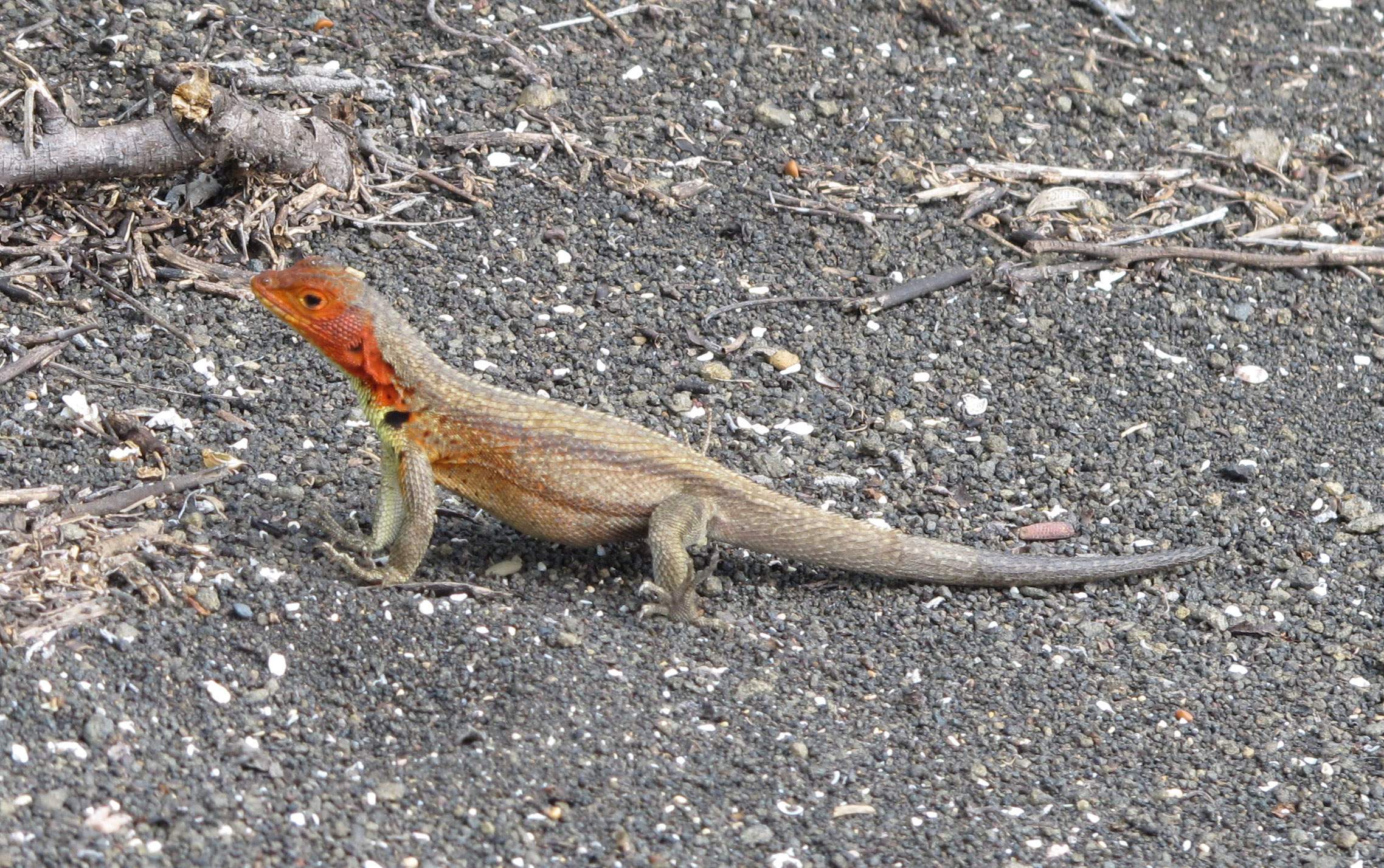 Femal Lava Lizard with distinctive red-orange throat.