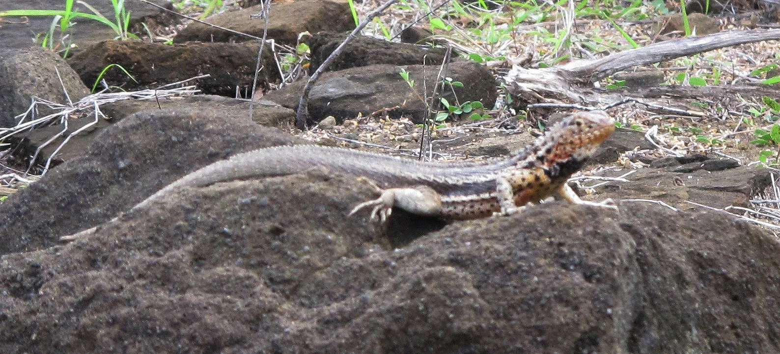 The Life of a Galapagos Lava Lizard