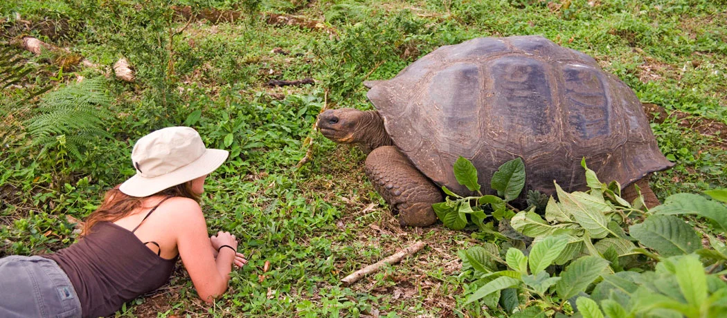 Getting up close and personal with Santa Cruz tortoises