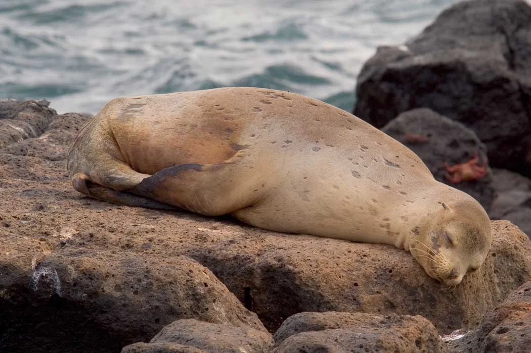 Galápagos Fur Seal mom at Puerto Egas, Santiago.