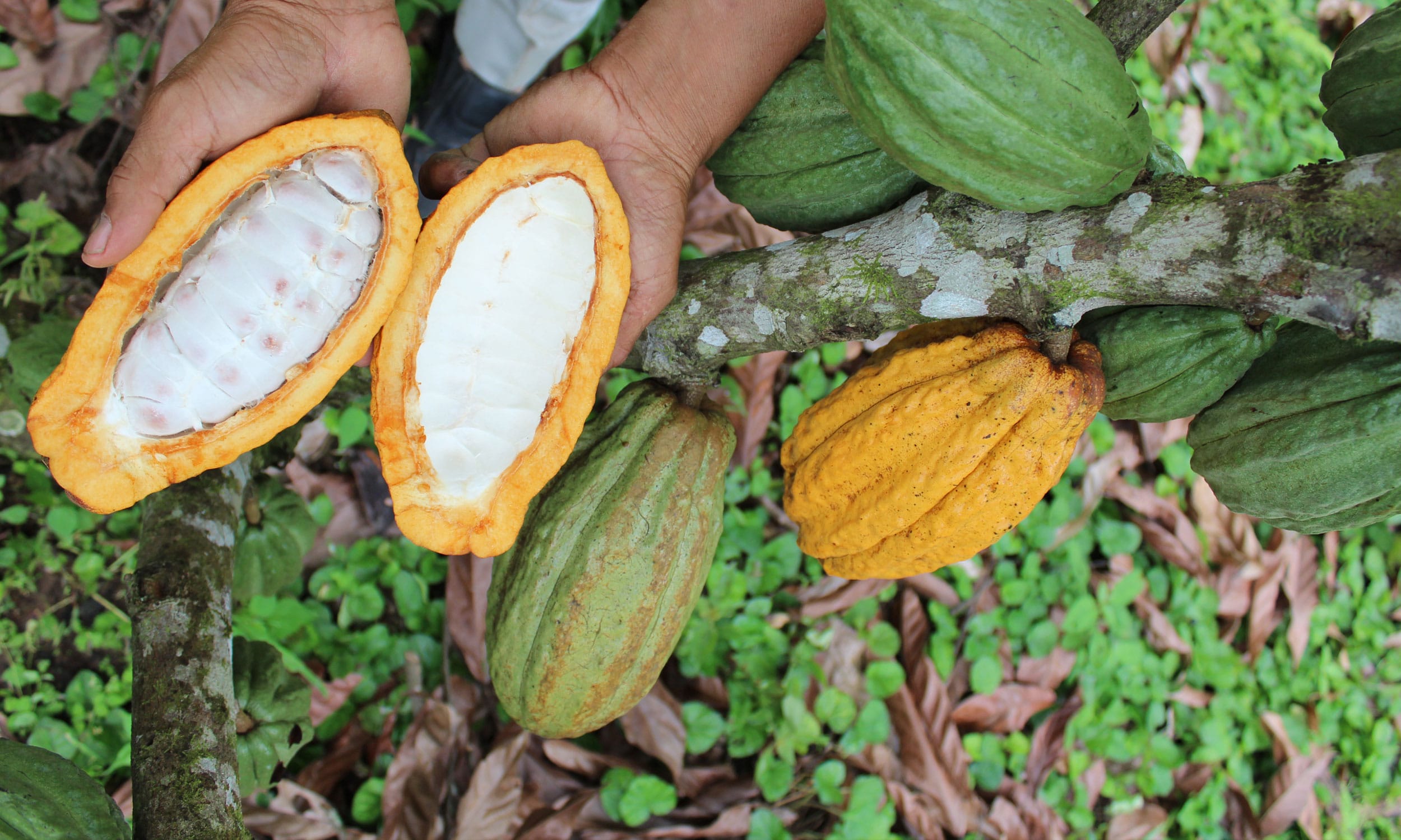 Inside the pods. Photo: Ecuador Ministry of Tourism