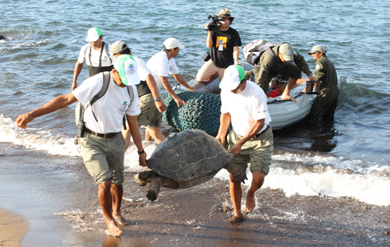 Giant Tortoise Restoration Intiative. Photo: Galapagos Conservancy