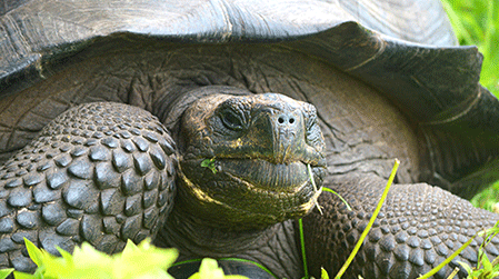 Eastern Santa Cruz Tortoise. Photo: Galapagos Conservancy