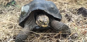 Tortoises on Santa Fe. Photo: Galapagos Conservancy