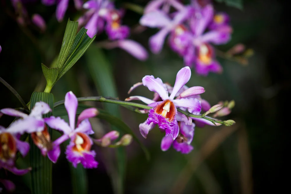 Peru's wild orchids: a special new tour for 2016