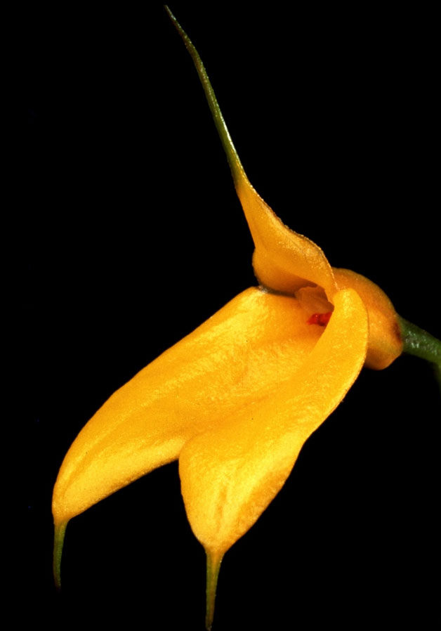 Masdevallia davisii. Photo: Roger Valencia 