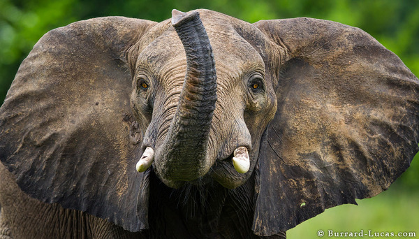 Curious elephant. Photo: Will Burrard-Lucas