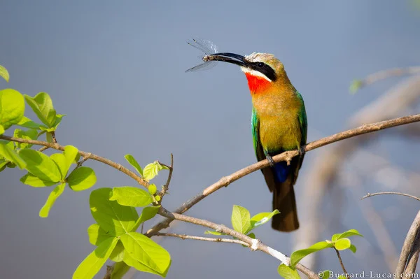White-fronted bee-eater.  Photo: Will Burrard-Lucas