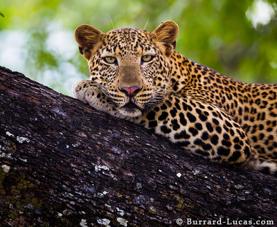 Resting leopard. Photo: Will Burrard-Lucas