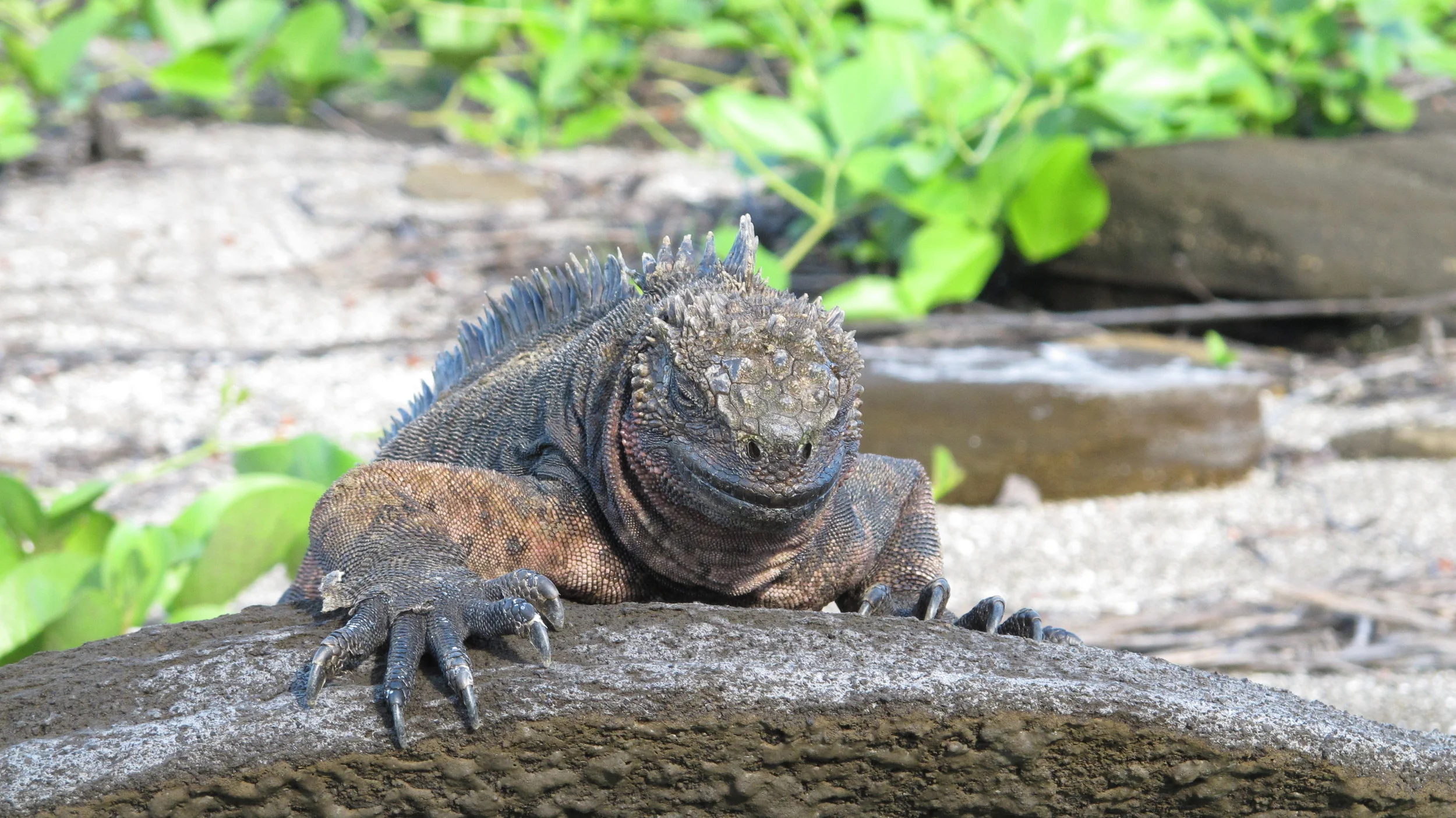 The mercurial charm of the marine iguana