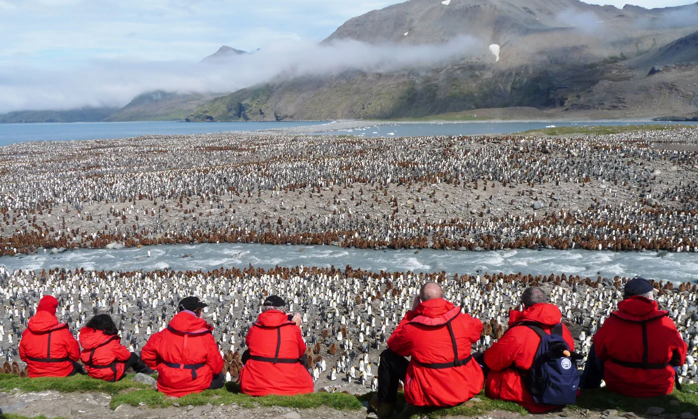 Guests observing the massive king penguin rookery on South Georgia