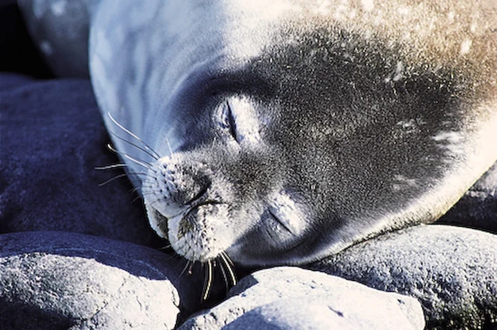 A Southern fur seal taking a siesta in the sun