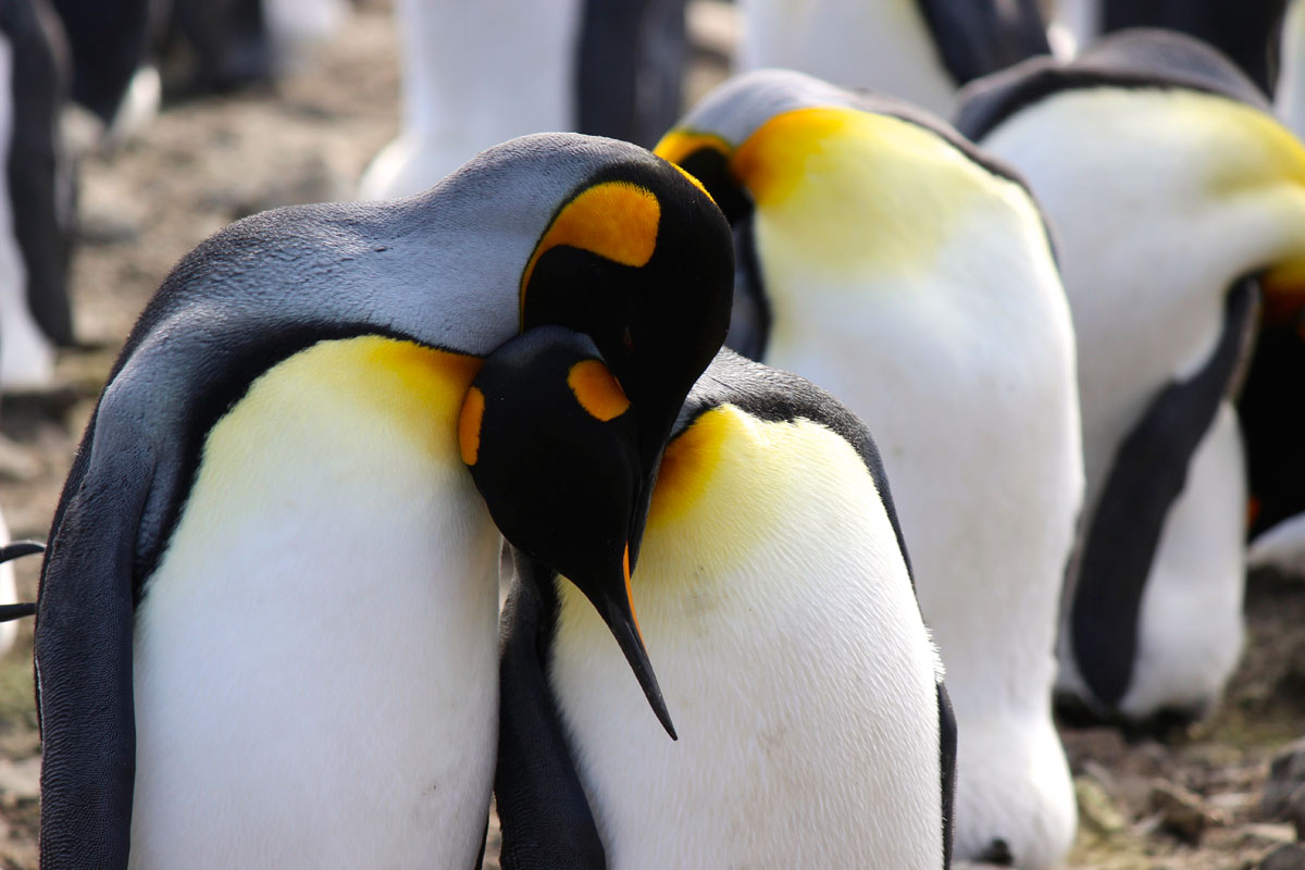 King penguins mate for life