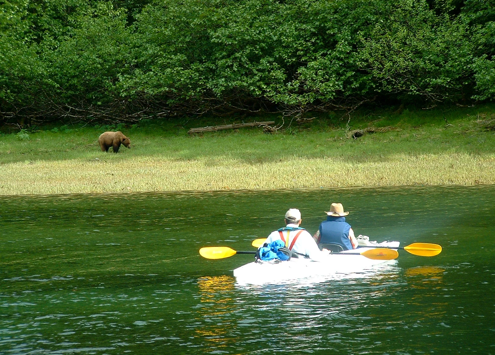 Silently kayaking while bear watching