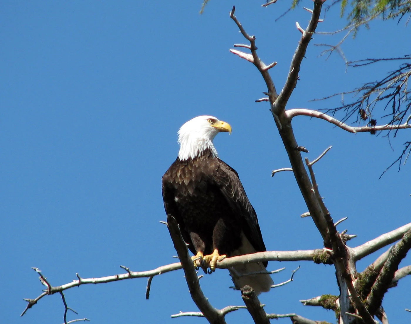 Bald eagles stand watch