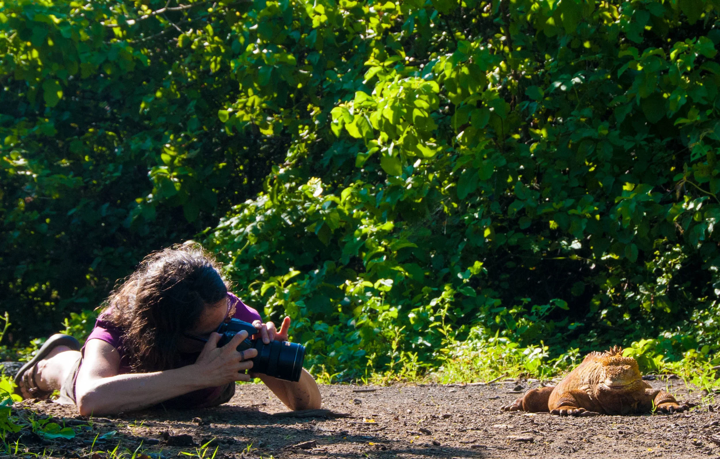 Close interaction with a land iguana. Photo: Marika Roberson