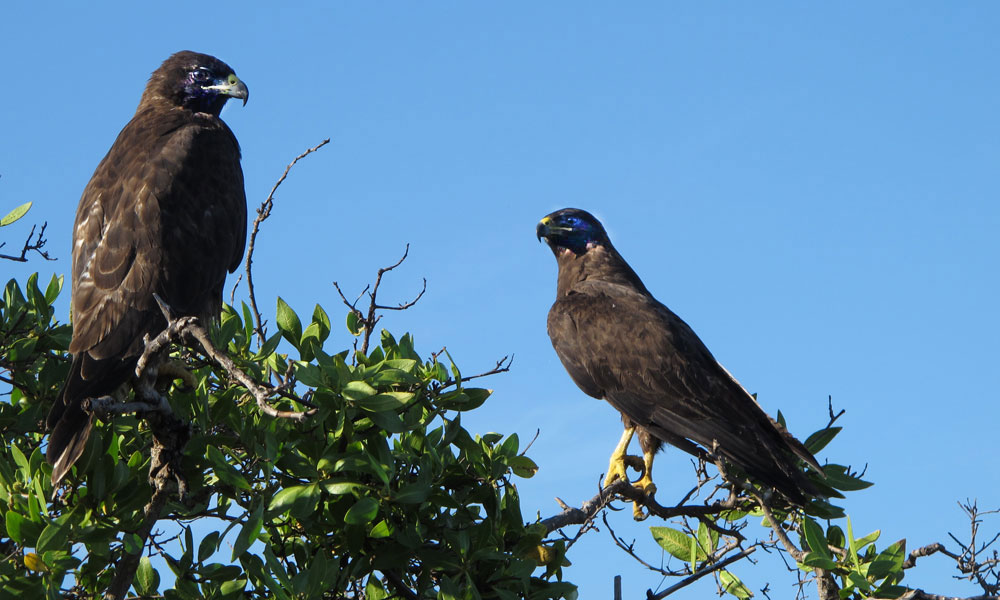 Galápagos Hawks at Espumilla Beach. Photo © Alan Abonyi