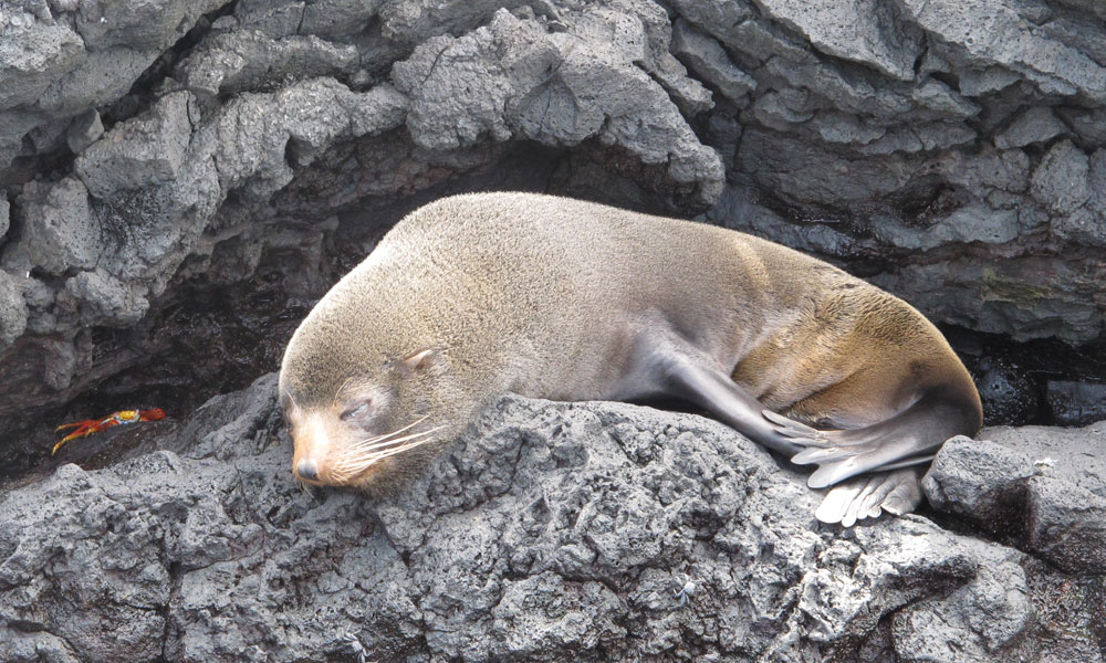 Galápagos Fur Seal at Puerto Egas. Photo © Alan Abonyi