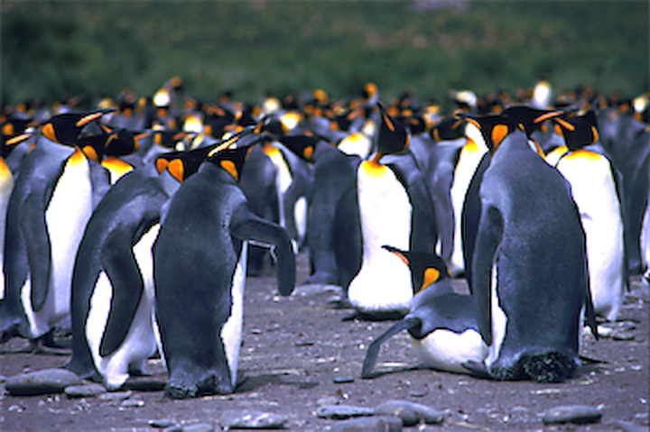 King penguins by the thousands at South Georgia. Photo © INCA
