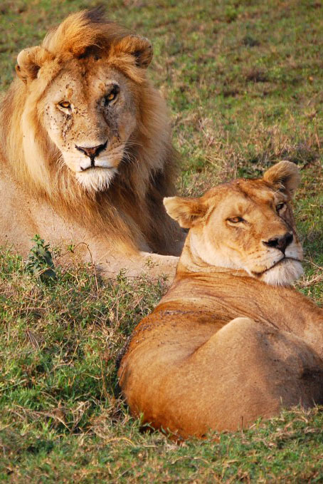 Lions enjoying a quiet moment in the Serengeti