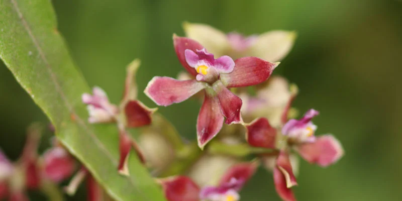 Prostechea fusca, photographed by Jeremy Cornejo
