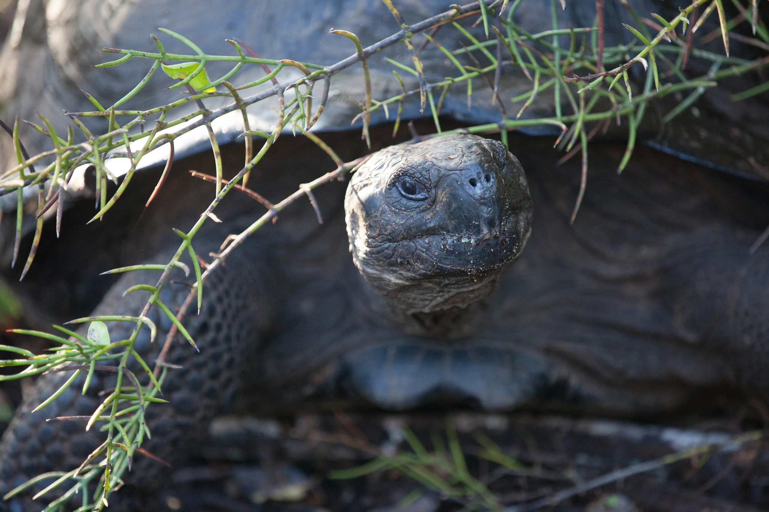 Galapagos Giant Tortoise. Photo © INCA