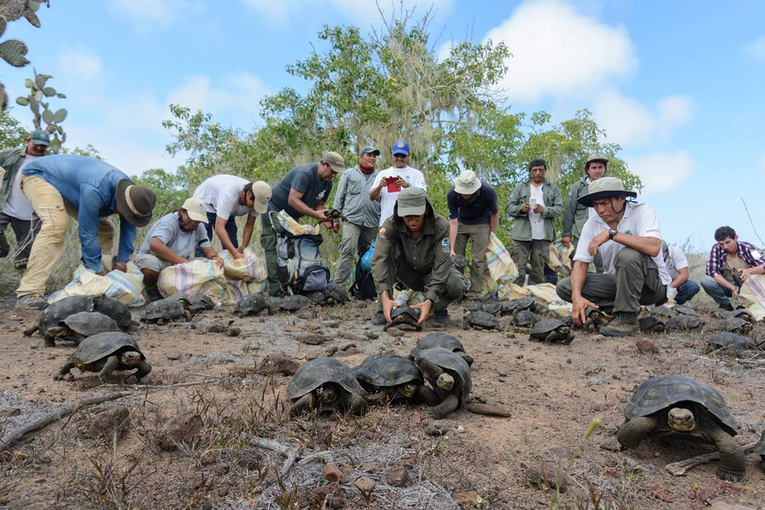Scientists, rangers and volunteers releasing juvenile Giant tortoises on Santa Fé