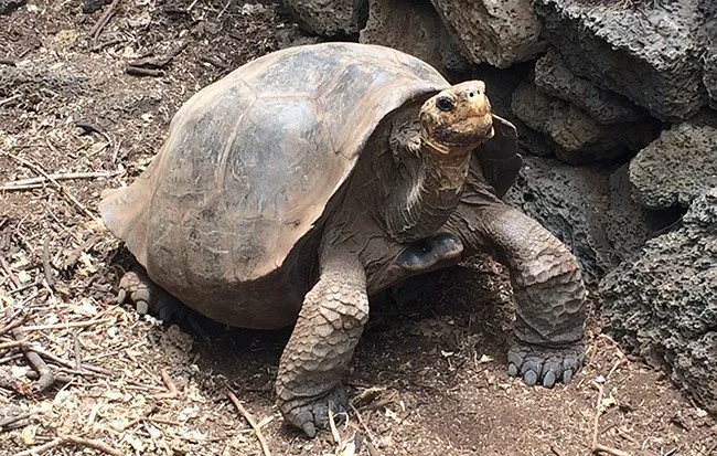 Floreana breeding tortoise banner image © Wacho Tapia.