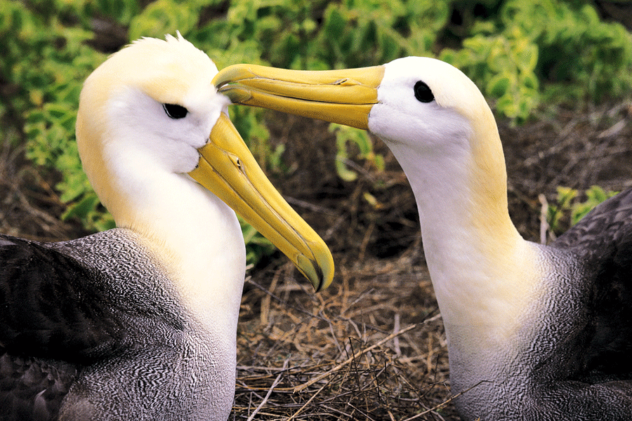 Waved Albatross Pair