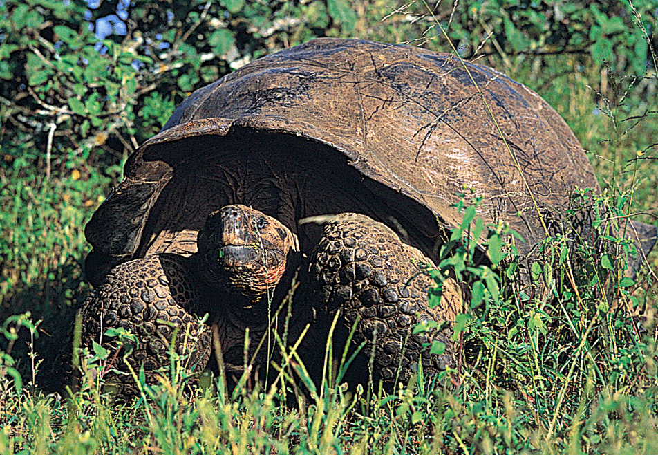 Giant Tortoise, Santa Cruz Island