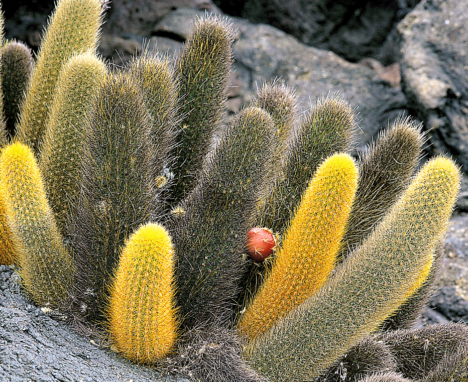 Brachycereus Lava cactus