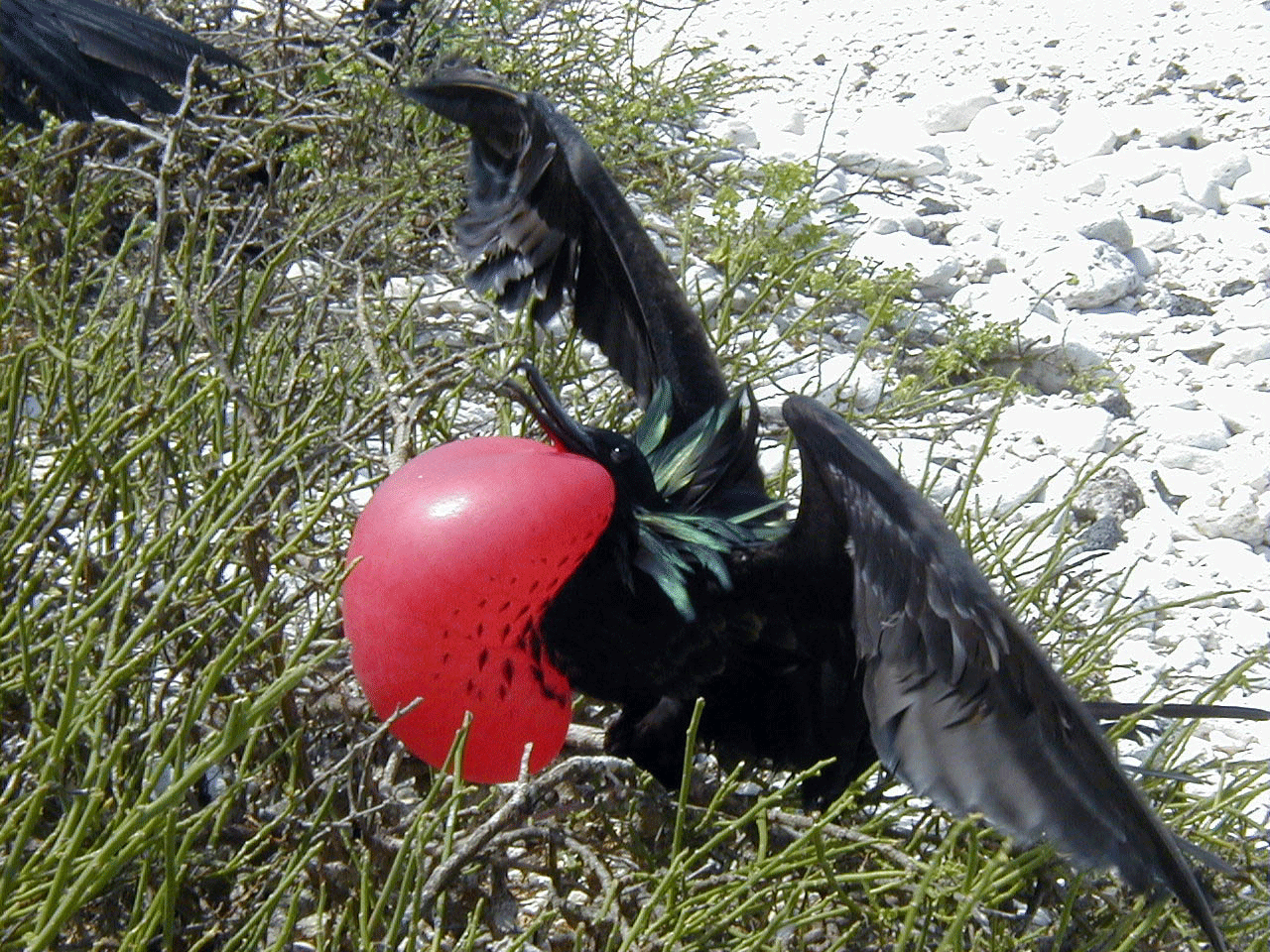 Great Frigatebird