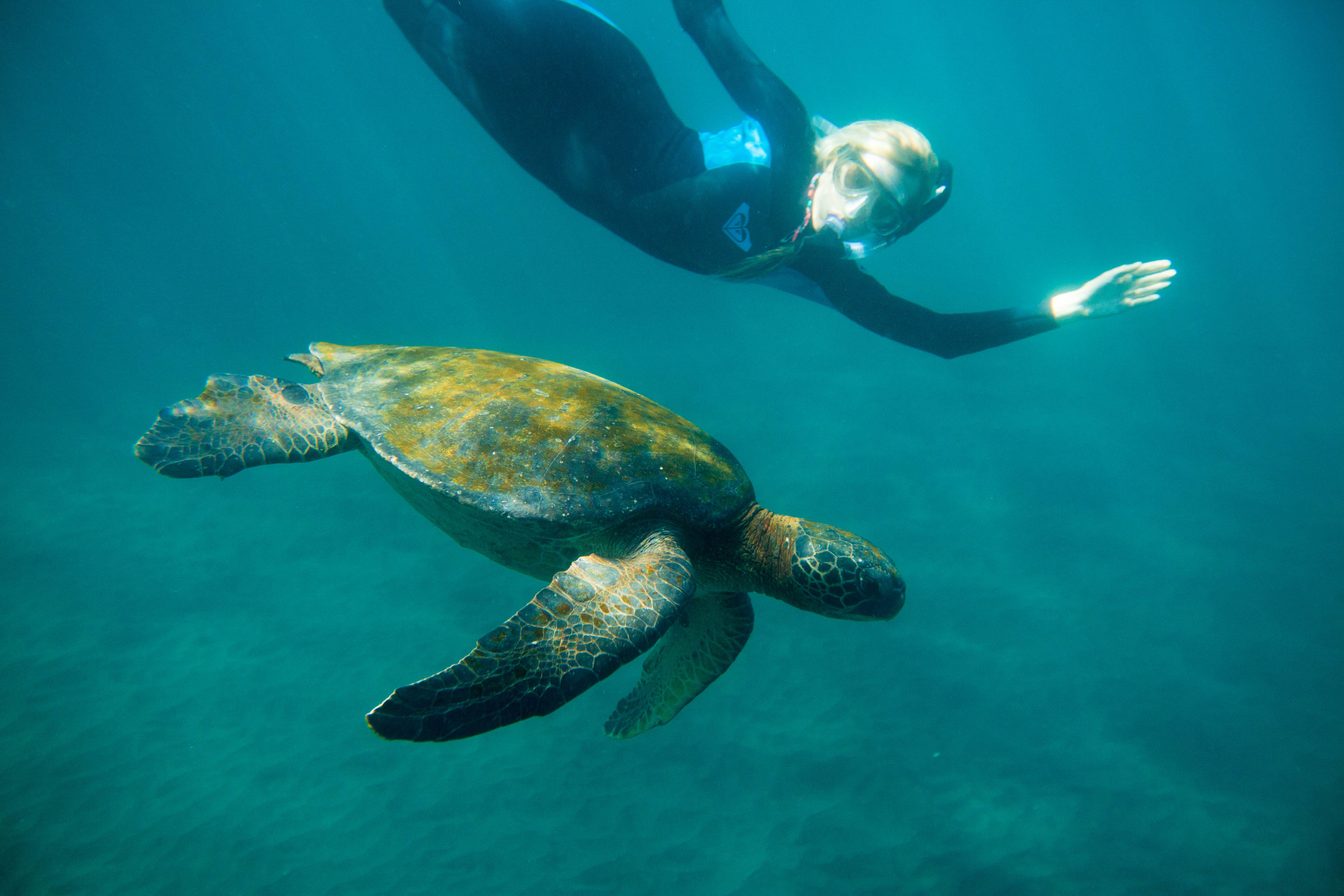 SnorkelwithSeaTurtle_WestonWalker.jpg