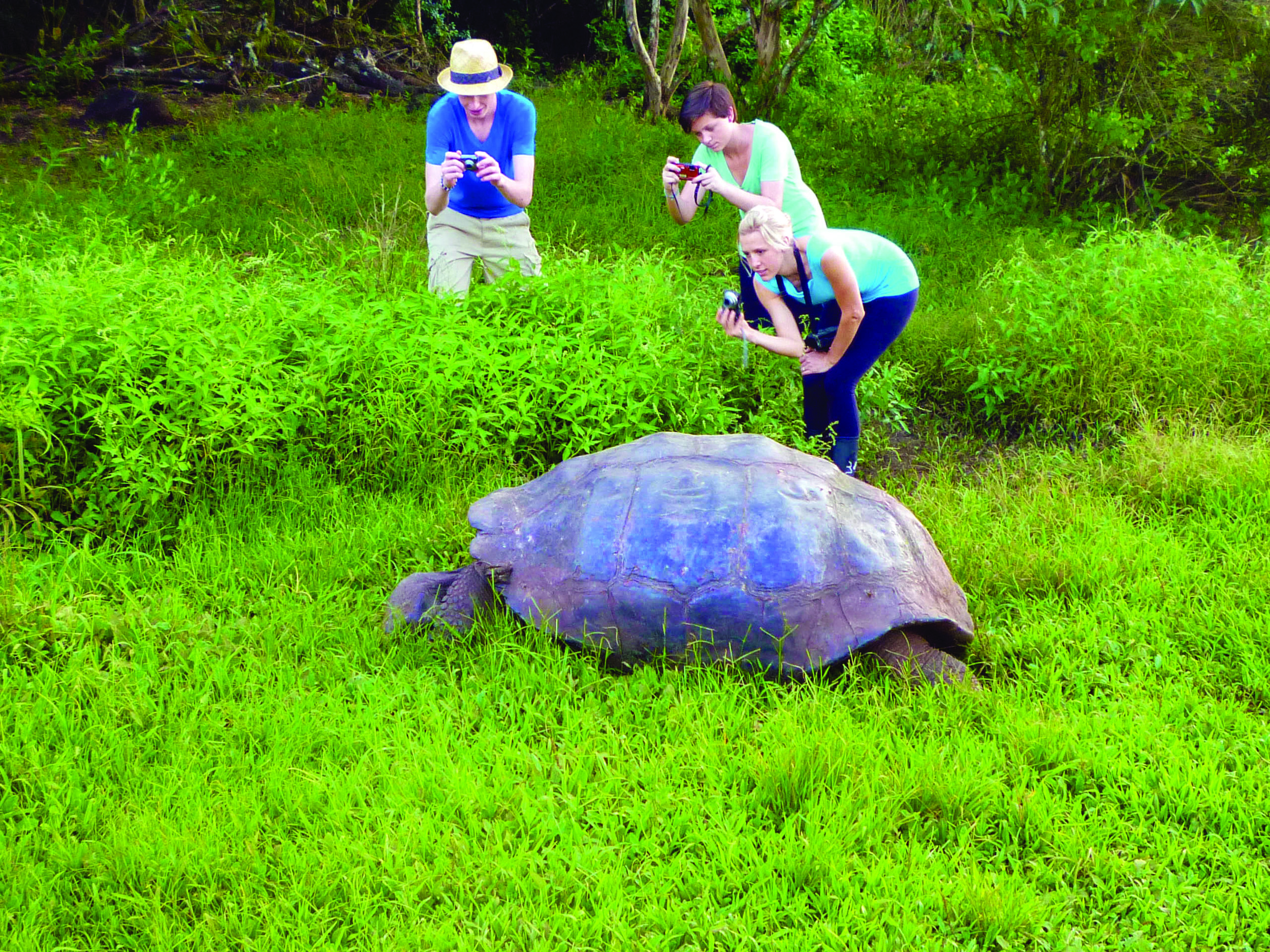 Tortoise with guests_Santa Cruz_WestonWalker.jpg